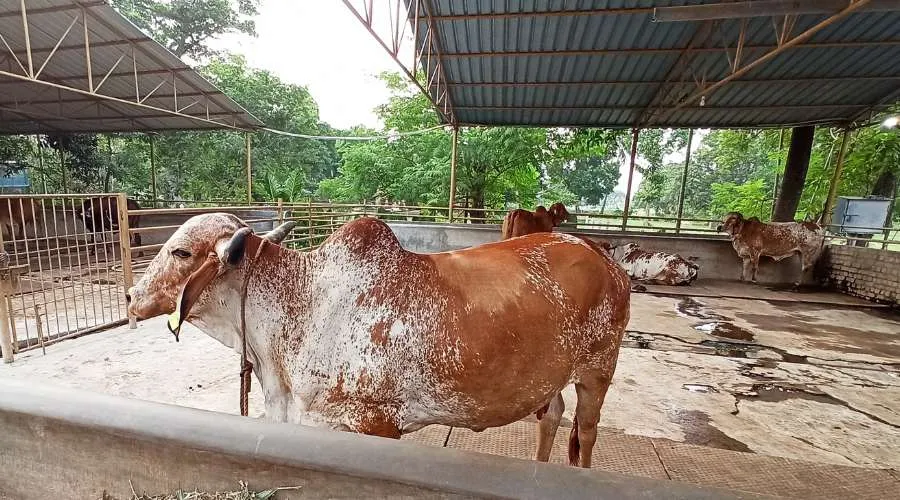 दुनिया भर में मशहूर है गाय की यह 5 नस्लें, जानिये सम्पूर्ण जानकारी  Image