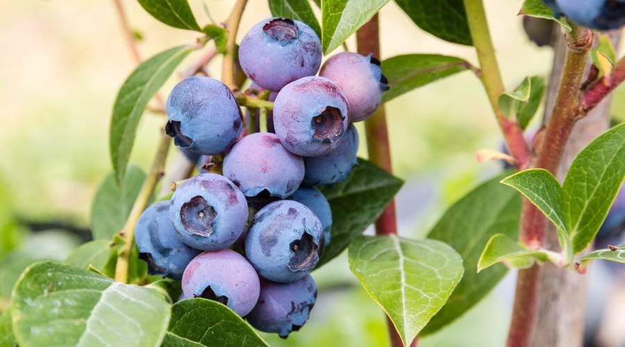 Blueberry Cultivation in India - ब्लूबेरी की खेती कैसे की जाती है, कितना होता है मुनाफा? 