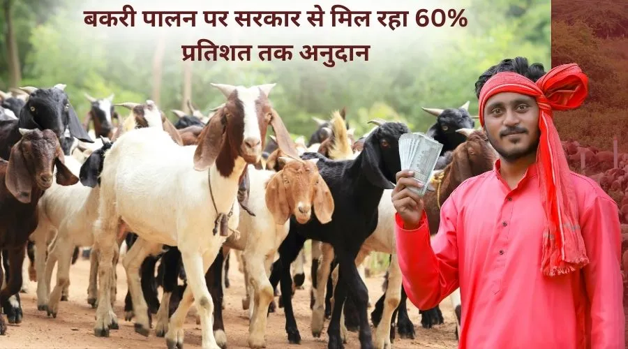 बकरी पालन पर सरकार से मिल रहा 60% प्रतिशत तक अनुदान