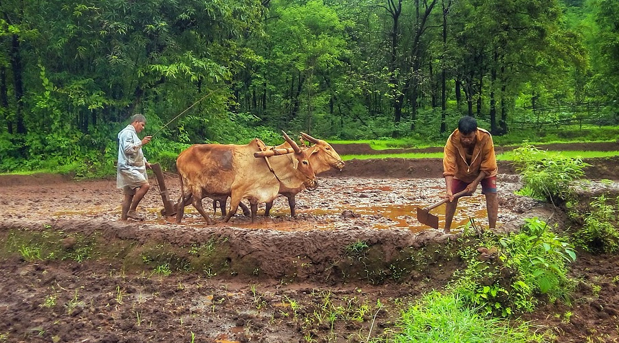 किसान दिवस: एक नजर किसानों के समक्ष आने वाली कठिनाइयों पर  