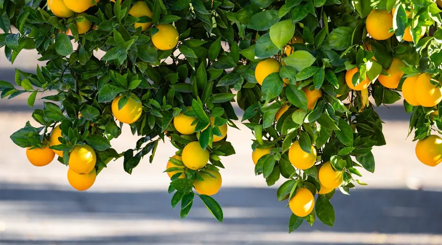 नींबू वर्गीय फसलों में हानिकारक कीट व रोग और उनकी रोकथाम Image