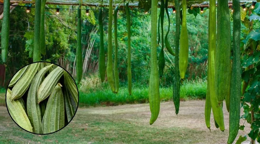 तोरई की खेती से जुड़ी महत्वपूर्ण जानकारी  Image