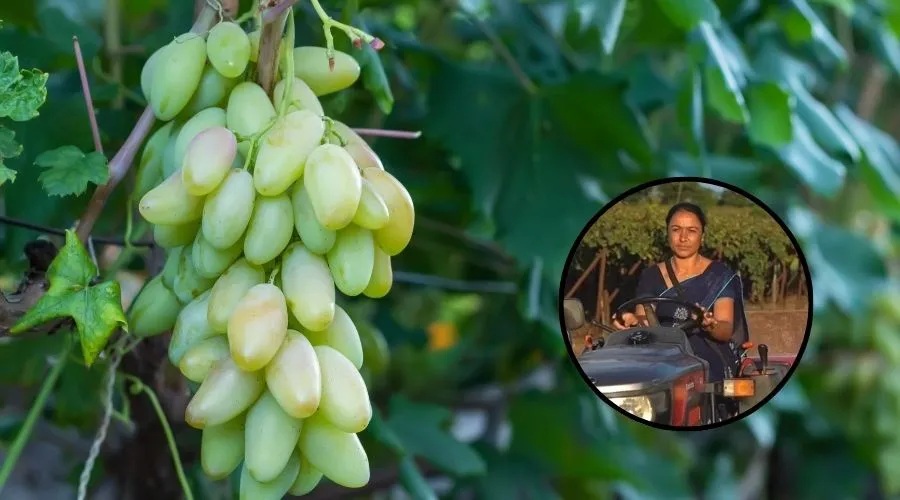 Bunch of green grapes on vine with a woman farmer