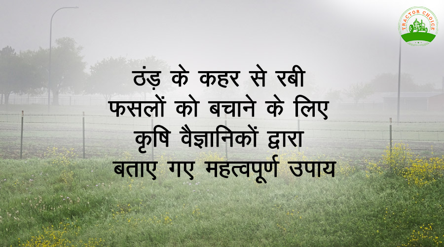 ठंड के कहर से रबी फसलों को बचाने के लिए कृषि वैज्ञानिकों द्वारा बताए गए महत्वपूर्ण उपाय