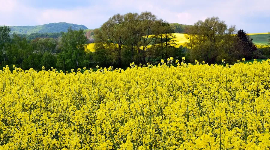 Golden Bloom: Fields of Prosperity