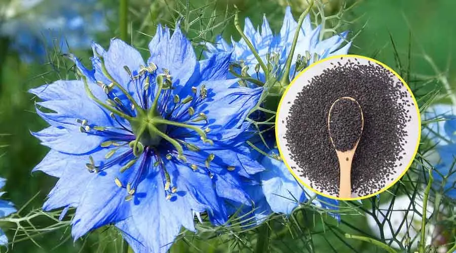 कलौंजी की खेती से संबंधित महत्वपूर्ण जानकारी  Image