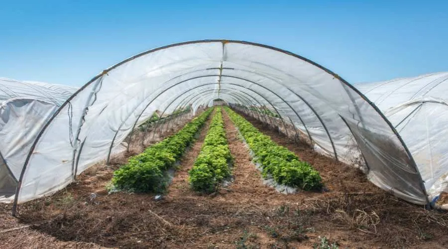 पॉलीहाउस तकनीक से खेती करने पर 50% प्रतिशत सब्सिड़ी     Image