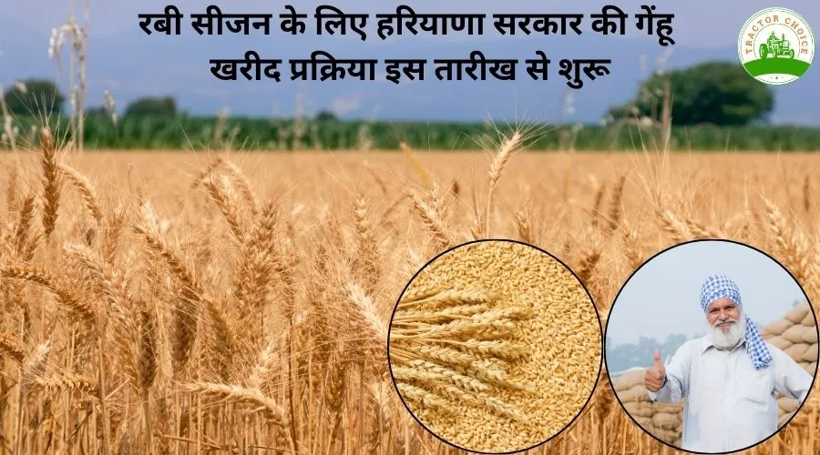 रबी सीजन के लिए हरियाणा सरकार की गेंहू खरीद प्रक्रिया इस तारीख से शुरू
