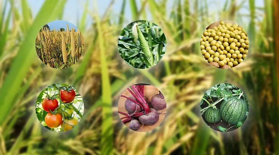 rabi faslon ki katai