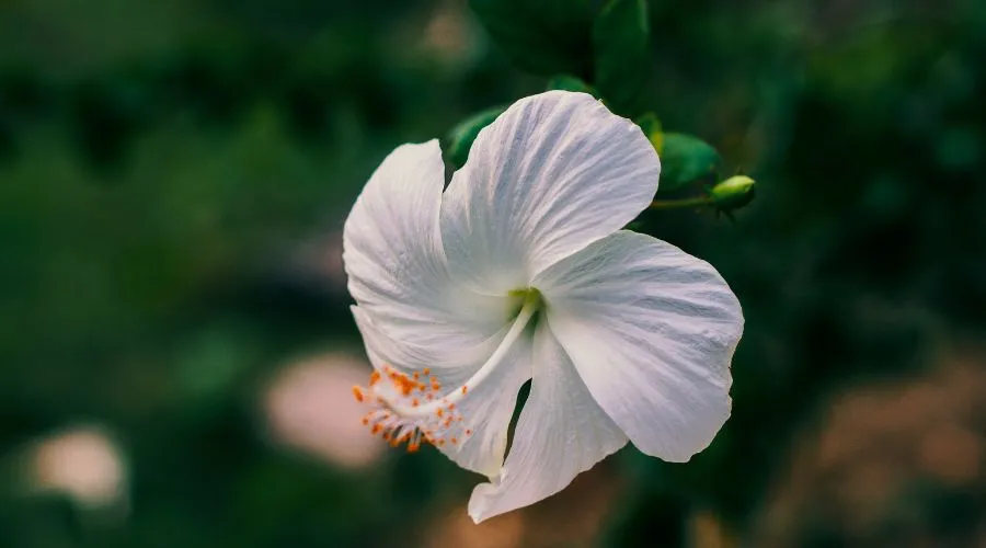 इस फूल की खेती से कमाएं कम लागत में अधिक मुनाफा Image