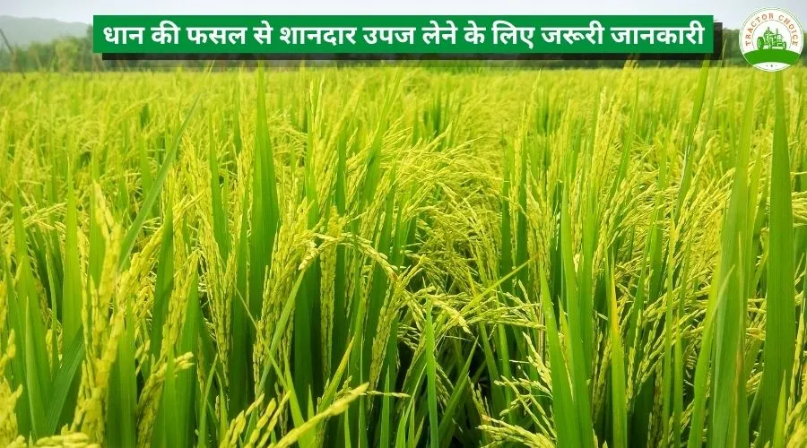 धान की फसल से शानदार उपज लेने के लिए जरूरी जानकारी