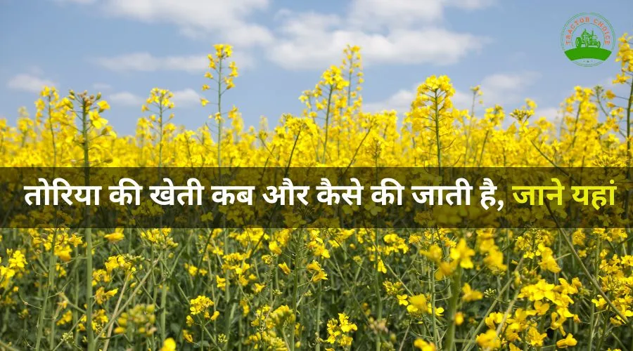 When and how is mustard cultivated