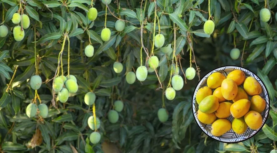 उत्तर प्रदेश की मशहूर आम की किस्में: नाम, इतिहास और स्वाद Image