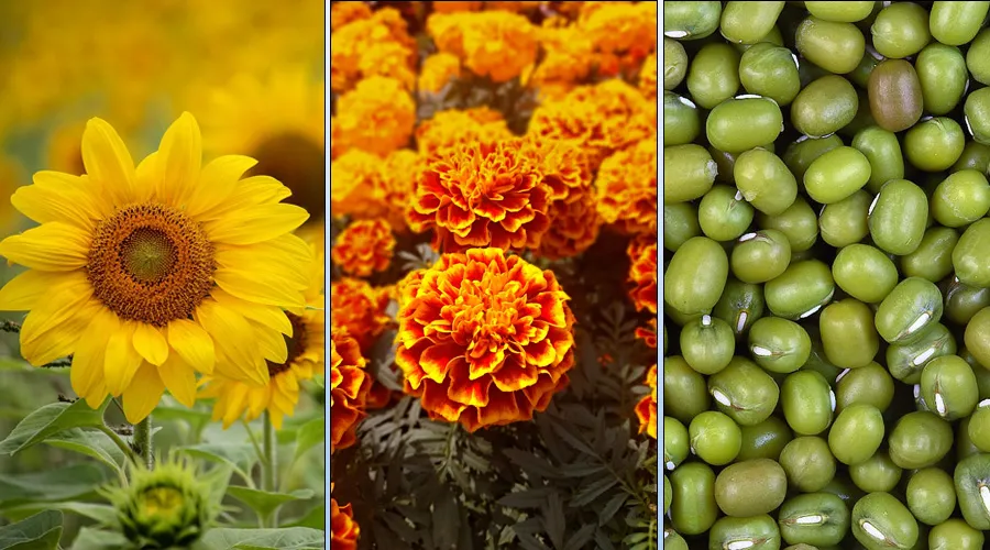 जायद सीजन की फसलें: सूरजमुखी, गेंदा और मूंग की खेती से पाएं ज्यादा मुनाफा Image