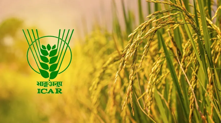 DRR Dhan 100 and Pusa DST