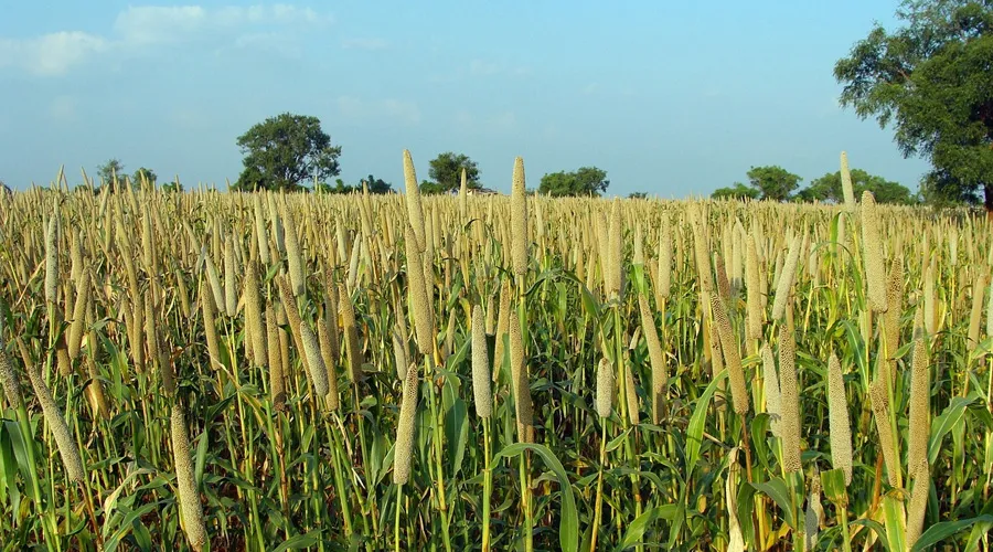 खुशखबरी: इस राज्य में बाजरे के समर्थन मूल्य में वृद्धि  Image