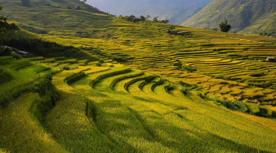 Terrace farming: Learn about its benefits, types, and challenges in detail.