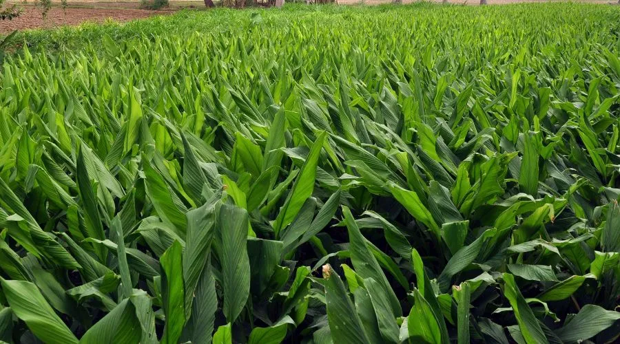 हल्दी की जैविक खेती से जुड़ी कुछ महत्वपूर्ण जानकारी Image