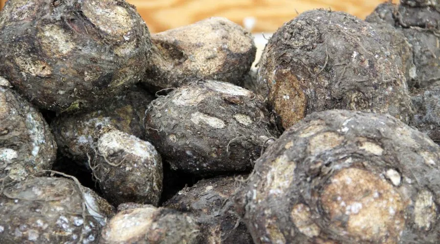 जिमीकंद के फायदे और नुकसान क्या हैं ? Image