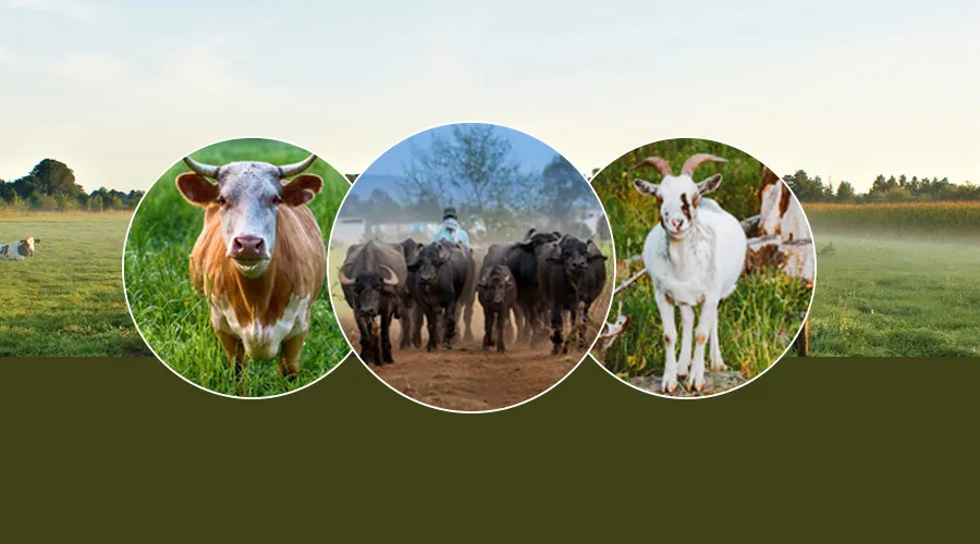 खुशखबरी: मुख्यमंत्री मंगला पशु बीमा का कवरेज दोगुना   Image