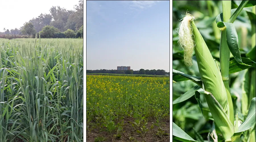 Weather Forecast and Crop Advisory for Farmers in India.