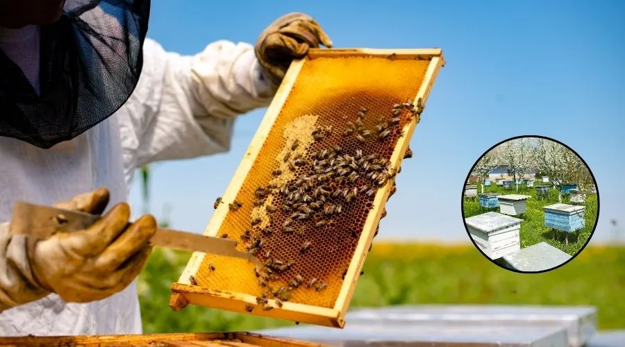 बिहार सरकार ने मधुमक्खी पालन इकाई खोलने के लिए करोड़ों की मंजूरी दी   Image