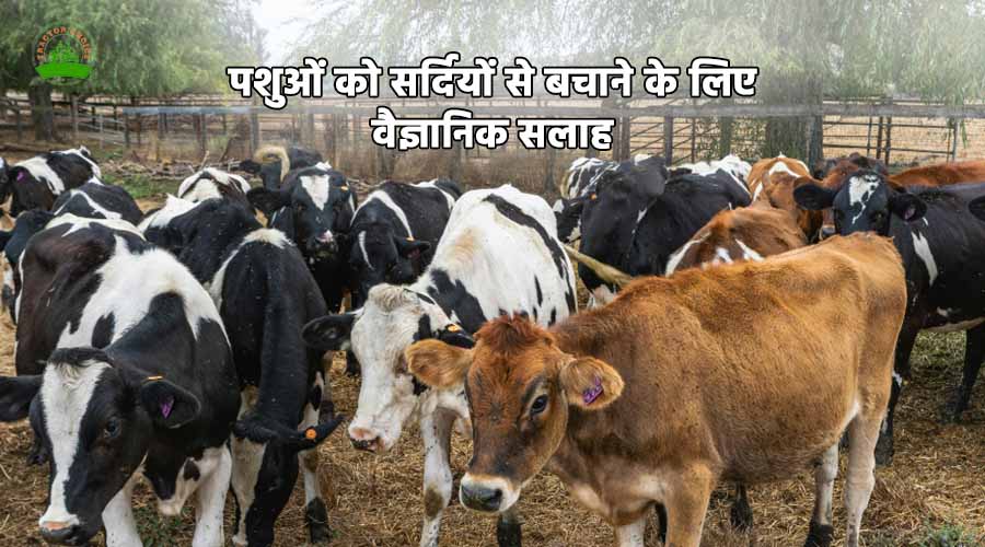 पशुओं को सर्दियों से बचाने के लिए वैज्ञानिक सलाह  