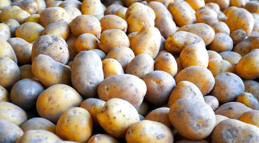 Freshly harvested potatoes stacked for market supply