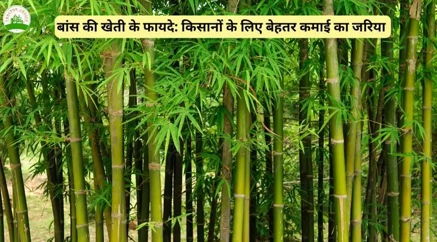 बांस की खेती के फायदे: किसानों के लिए बेहतर कमाई का जरिया 