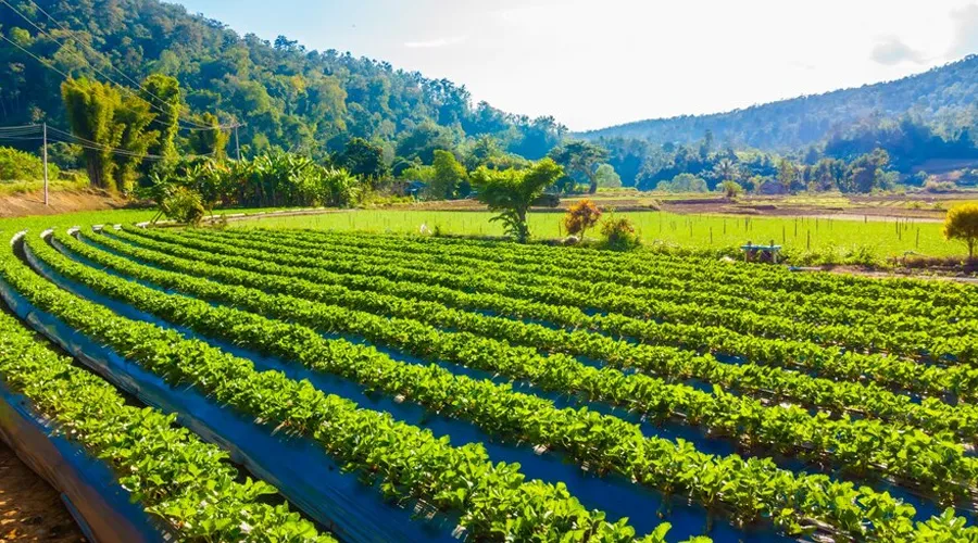 जानें भारत सरकार द्वारा शुरू किया गया नैचुरल फार्मिंग मिशन क्या है ?   Image