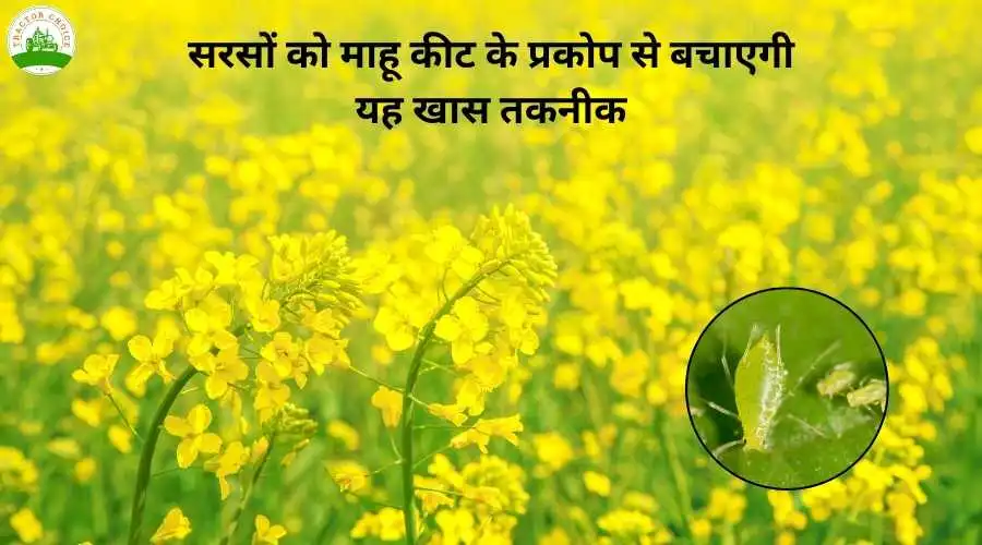 सरसों को माहू कीट के प्रकोप से बचाएगी यह खास तकनीक