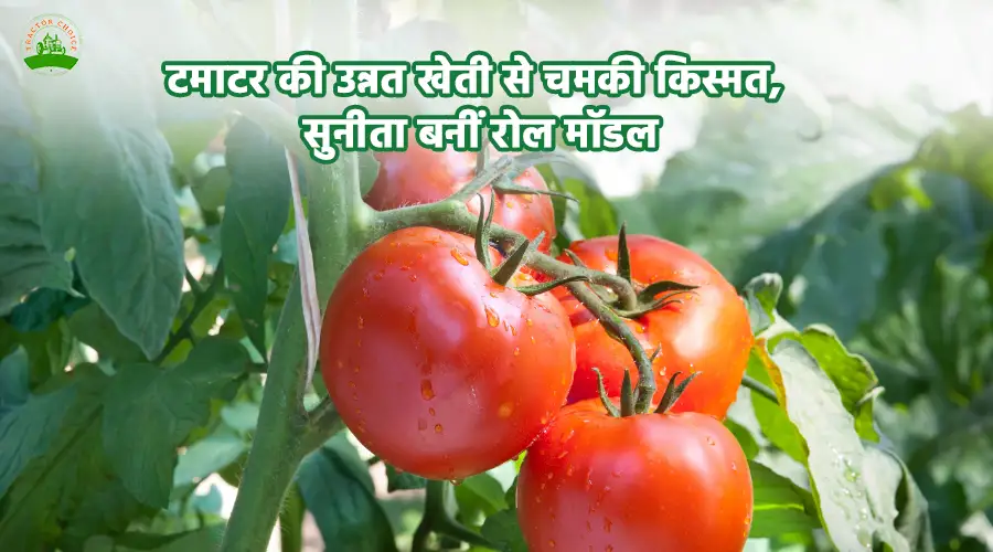 टमाटर की उन्नत खेती से चमकी किस्मत, सुनीता बनीं रोल मॉडल