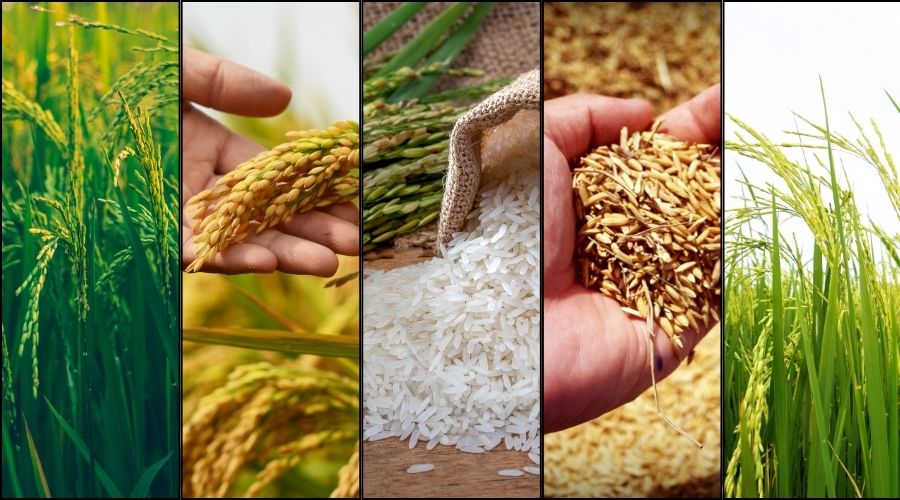 धान की इन टॉप 5 किस्मों की खेती से होगा तगड़ा मुनाफा  