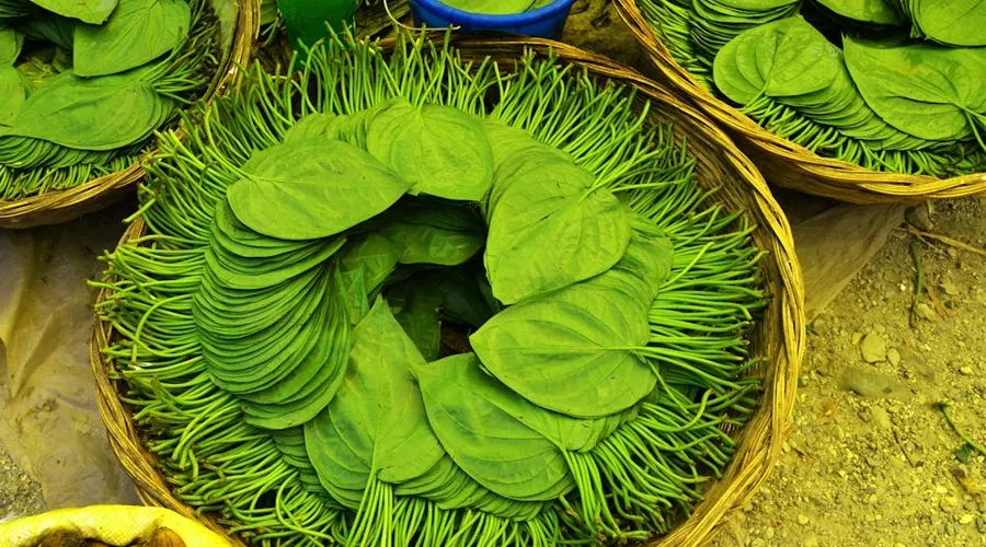 पान की खेती पर इस राज्य में मिल रहा 50% प्रतिशत अनुदान  Image