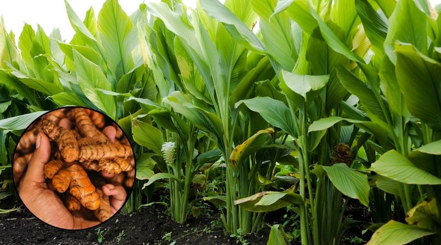 हल्दी का उपयोग, लाभ और नुकसान की जानकारी 