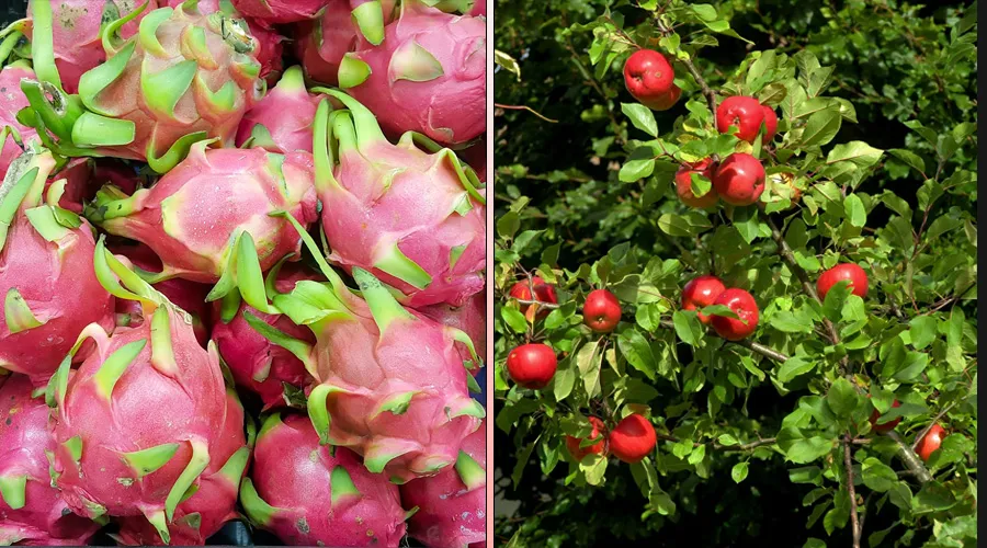 growing apples and dragon fruit
