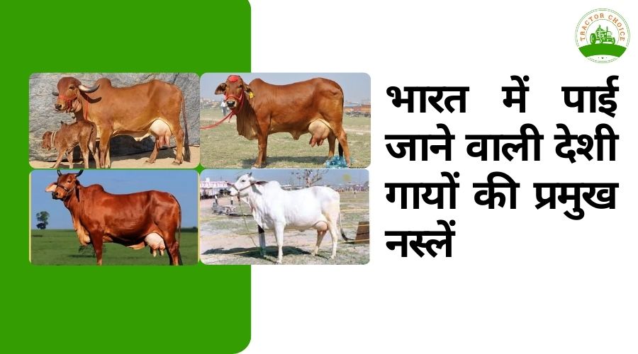 भारत में पाई जाने वाली देशी गायों की प्रमुख नस्लें 