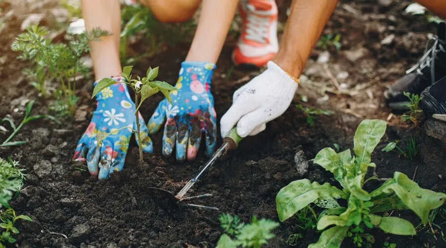 बिहार सरकार का शहरी क्षेत्रों में बागवानी को लेकर नया तोहफा  Image