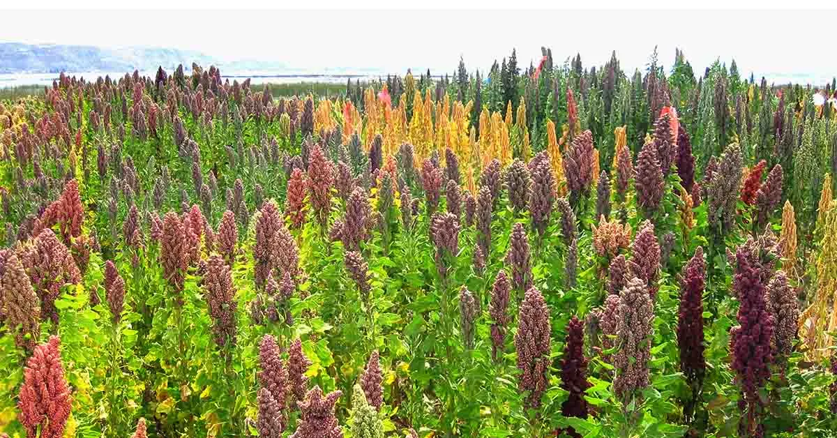 किनोवा की खेती कैसे की जाती है जानिए सम्पूर्ण जानकरी Image