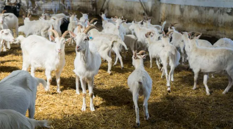 जानें बकरी की उपयोगी नस्लों के बारे में सम्पूर्ण जानकारी। Image