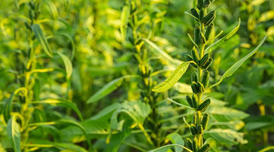 जाने कब और कैसे की जाती है ,तिल की खेती Image