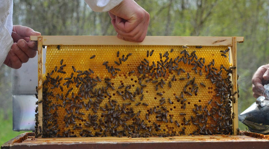 Key bee species for beekeeping and honey production information