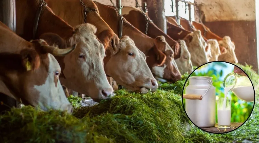 पशुओं को इस तरह का चारा खिलाने से बढ़ेगी दुग्ध उत्पादक क्षमता  Image