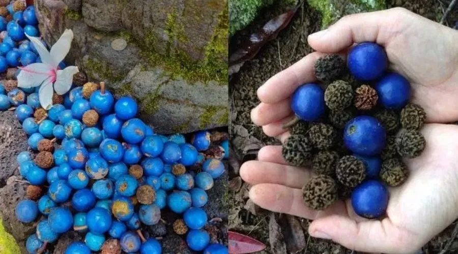 रुद्राक्ष या ब्लूबेरी बीड्स से जुड़ी कुछ खास जानकारी    Image