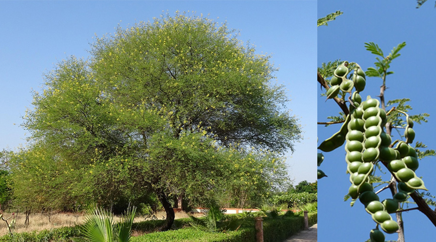 Babool Tree: Medicinal Benefits, Cultivation, and Uses.