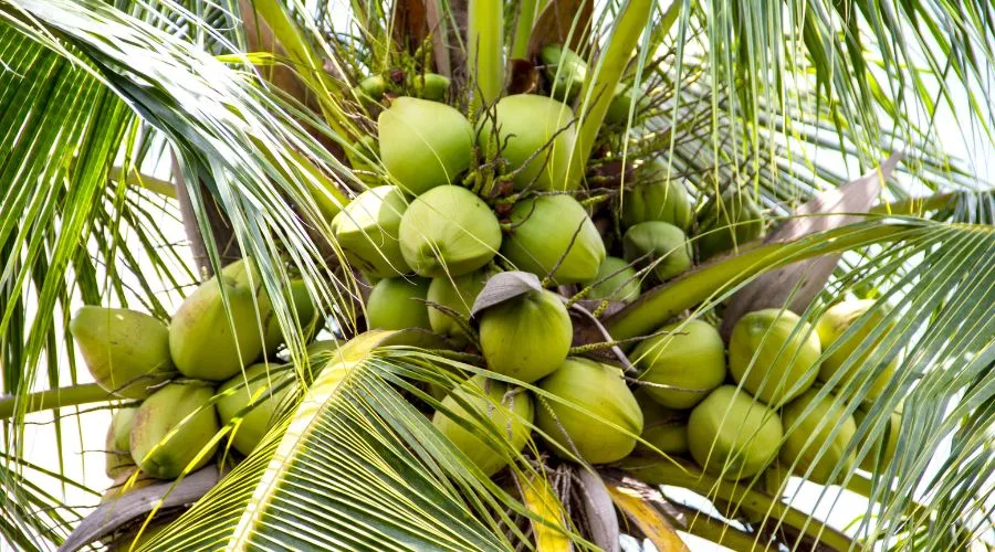 नारियल की खेती हैं लाभकारी ,जाने कैसे ? Image