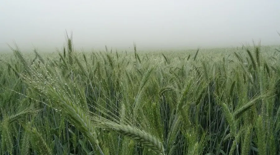 भयंकर कोहरे से किन फसलों को लाभ और किनको नुकसान  Image