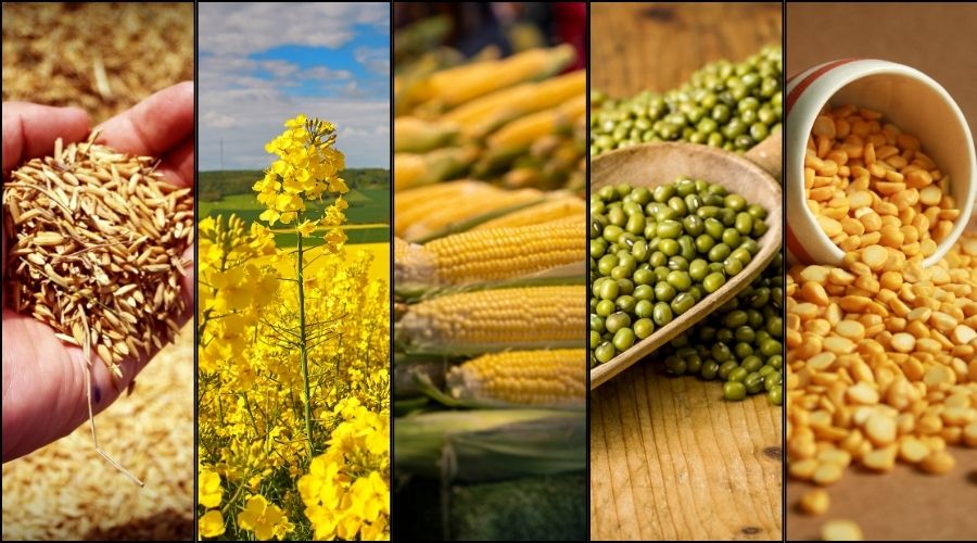 खुशखबरी : खरीफ की 14 फसलों पर 50% प्रतिशत तक एमएसपी में इजाफा  