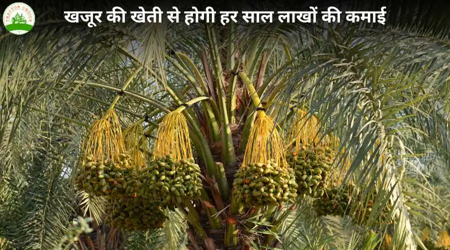 खजूर की खेती से होगी हर साल लाखों की कमाई