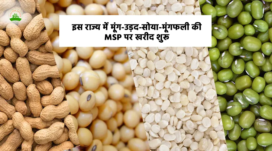 इस राज्य में मूंग-उड़द-सोया-मूंगफली की MSP पर खरीद शुरू